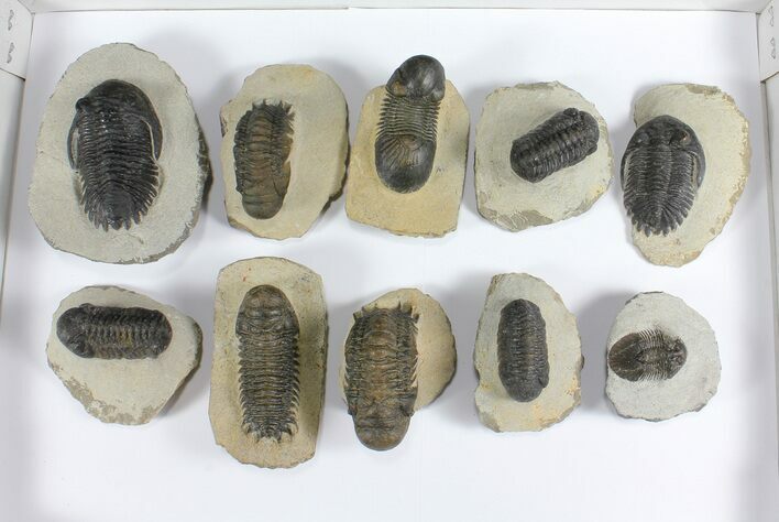 Lot: Assorted Devonian Trilobites - Pieces #92155
